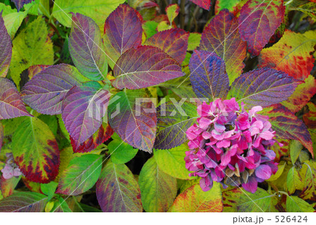 冬と紫陽花　３ 526424