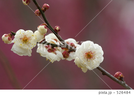 白梅 白梅 526484