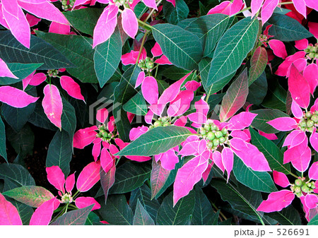 ポインセチア 526691
