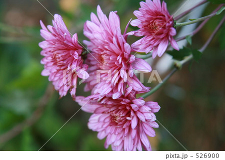 菊 菊 526900