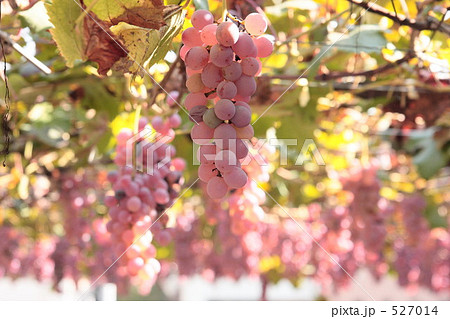 勝沼のブドウ畑 豊作 勝沼のブドウ畑 豊作 527014