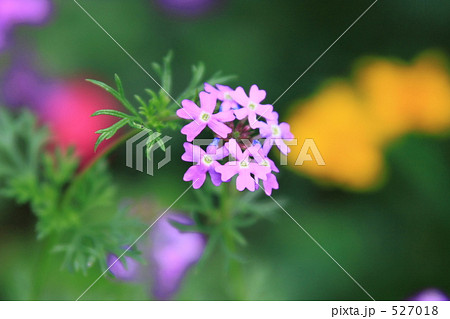 野に咲く花 野に咲く花 527018