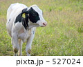 牧場の牛 527024