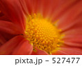 527477