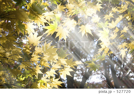 もみじ 527720
