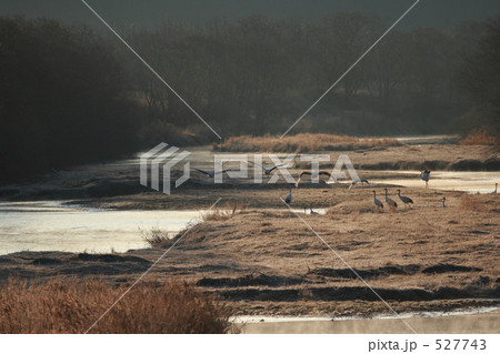 タンチョウ 527743