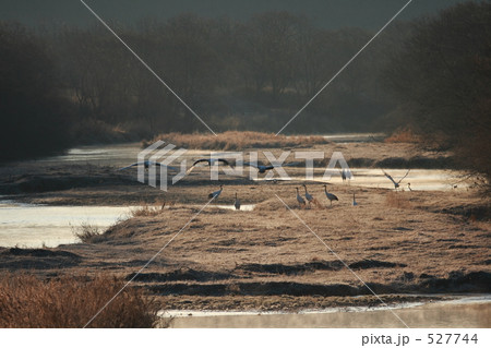 タンチョウ 527744