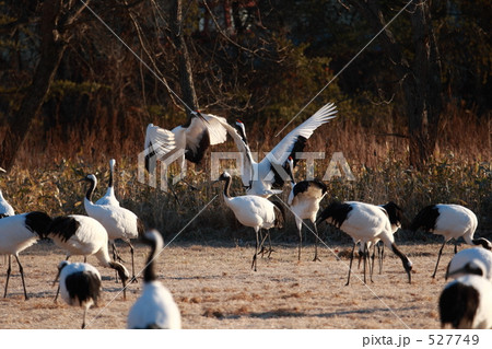 タンチョウ 527749