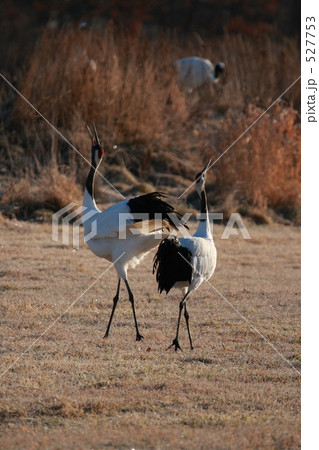 タンチョウ タンチョウ 527753