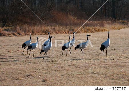 タンチョウ 527757