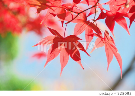 昭和記念公園の紅葉 528092