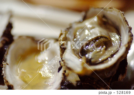 網焼きしたカキ 網焼きしたカキ 528169