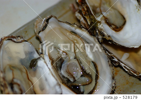 生牡蠣 528179