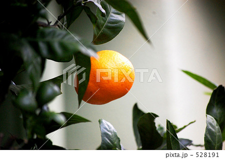 庭に咲いた 庭に咲いた 528191