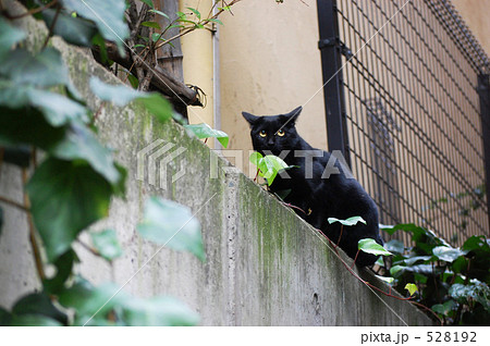 黒猫発見 528192