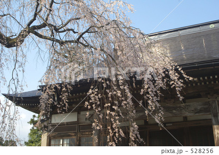 栄恩寺シダレザクラ 528256