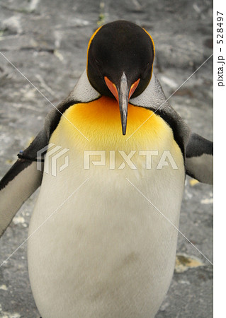 ペンギン 528497
