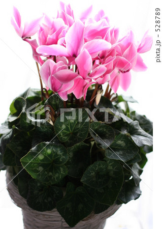 シクラメン シクラメン 528789