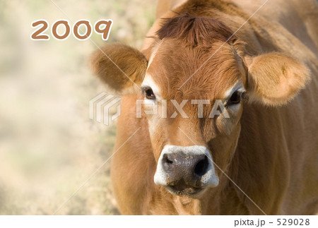 2009年賀状　牛 529028