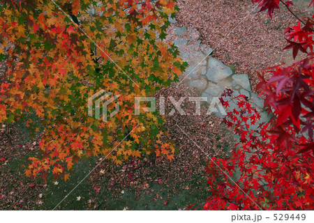 紅葉の小径 529449