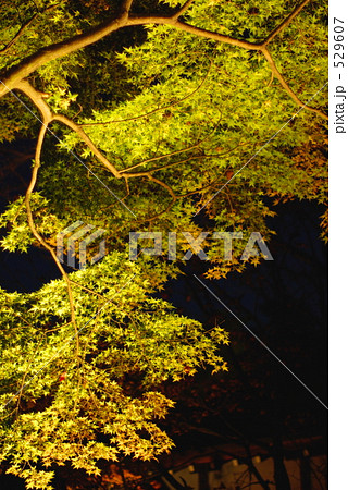 本土寺紅葉２００８年－０３ 529607