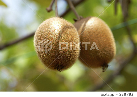 キウイフルーツ キウイフルーツ 529792