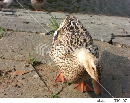 日向ぼっこ 530407