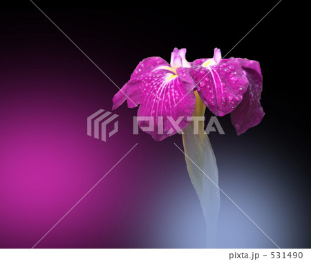菖蒲 531490