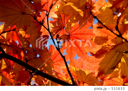 庭の四季　ハウチワカエデ 531633