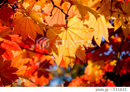 庭の四季　ハウチワカエデ 531635