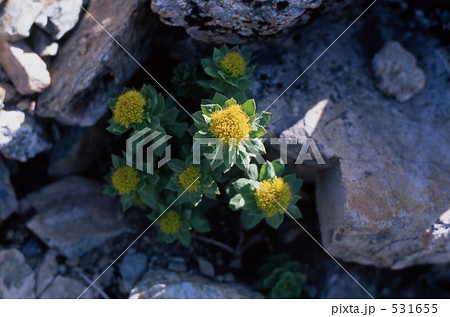 北岳のイワベンケイ 531655