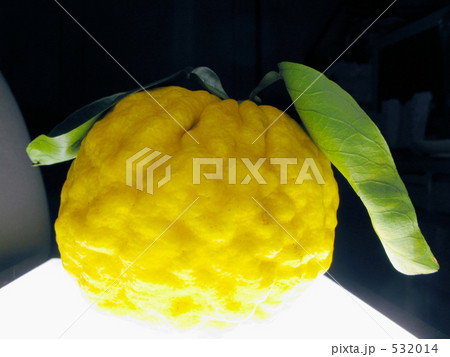 鬼柚子 鬼柚子 532014