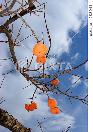 青空と柿 532045