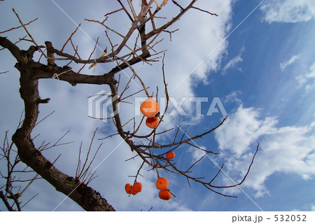 青空と柿 532052