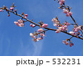 河津桜 532231