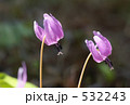 カタクリ 532243