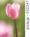チューリップ 532247