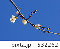 白梅 532262