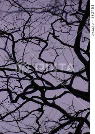 冬の木 532461