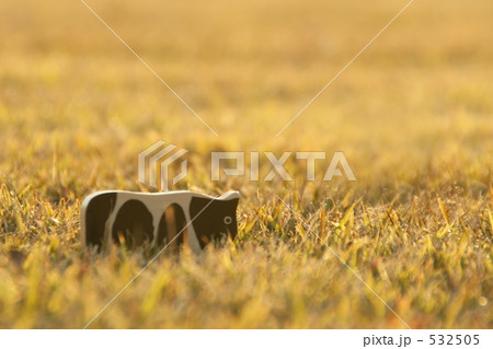 夕暮れの牛 夕暮れの牛 532505