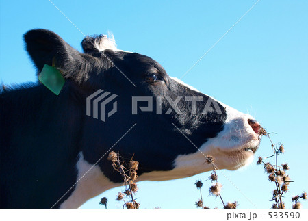 牛の横顔のイラスト素材
