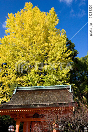 銀杏　天高く 533836