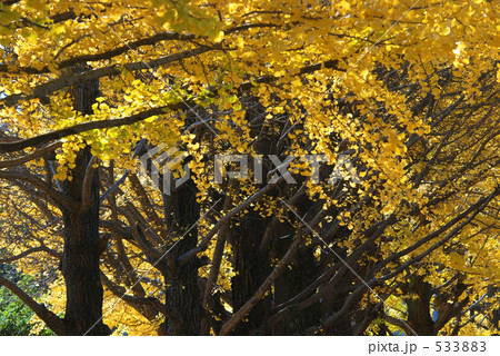 イチョウ(いちょう科) イチョウ(いちょう科) 533883