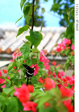 ブーゲンビリアと蝶々 ブーゲンビリアと蝶々 535211