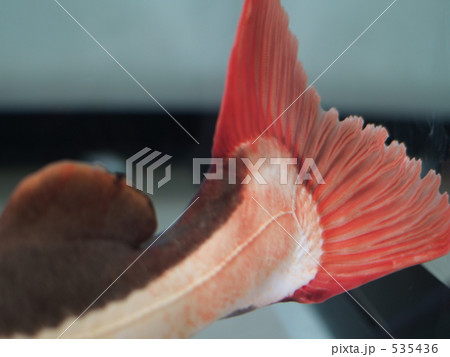 赤いしっぽ 535436