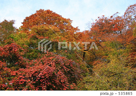 紅葉のいろは坂4 紅葉のいろは坂4 535865