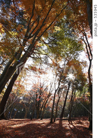 秋色のもみじ林 535945