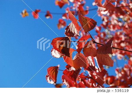 紅葉のハナミズキ 紅葉のハナミズキ 536119