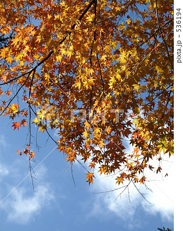 秋の枕木山 536194