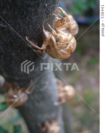 過ぎし夏の痕跡 536441